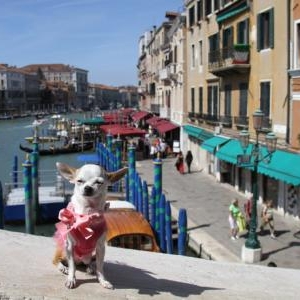 Cloe ,le chihuahua de Francoise et Alain de Bossiere