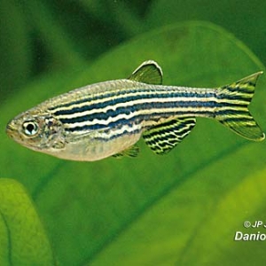 Danio Zebre - Brachydanio Rerio  1,75 euros  10 / 15 euros