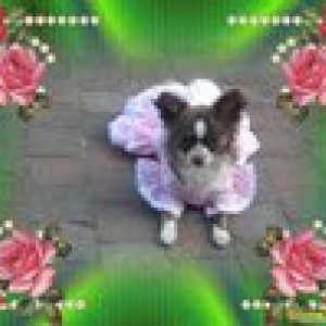 Hommage à la petite kenza , la princesse de mon amie Iolanda 