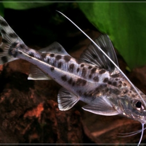 Poisson Chat - Pimelodus Pictus   15 euros