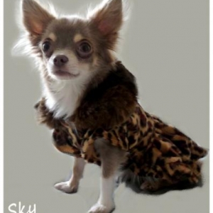 Sky ,le petit chihuahua de Carole Prior de Bruxelles