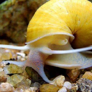 Escargot Orange Nettoyeur - Ampularia Austalis  3,25 euros