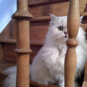 Meggie notre chat persan partie rejoindre sa soeur chanel