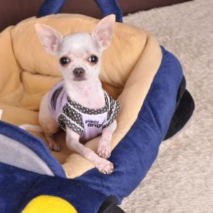 pepita ,le chihuahua de christine et luc photographes Art & Phot