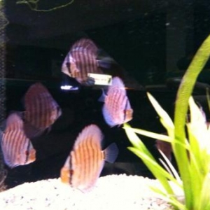 discus