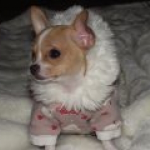 Zazou le chihuahua de Carine Beaugnee