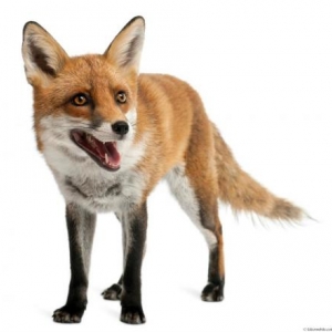 Hommage à Petit loup 