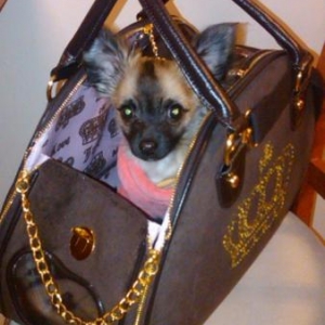 bonty de hornu dans son sac juicy