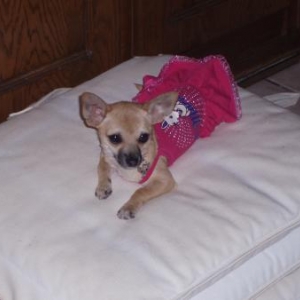 Kelly ,le chihuahua de Annette et laetitia de Houffalize