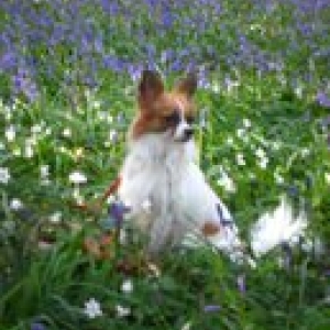 Un petit ange, strass , nous te garderons dans notre coeur . Courage a maman et papa qui t'on donne tant d'amour!