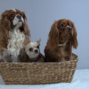 la famille chiens de Isabelle Gomes de Esch-sur-Sure