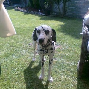 Une pensee pour Billy le dalmatien de nos amis Lysiane et Daniel!