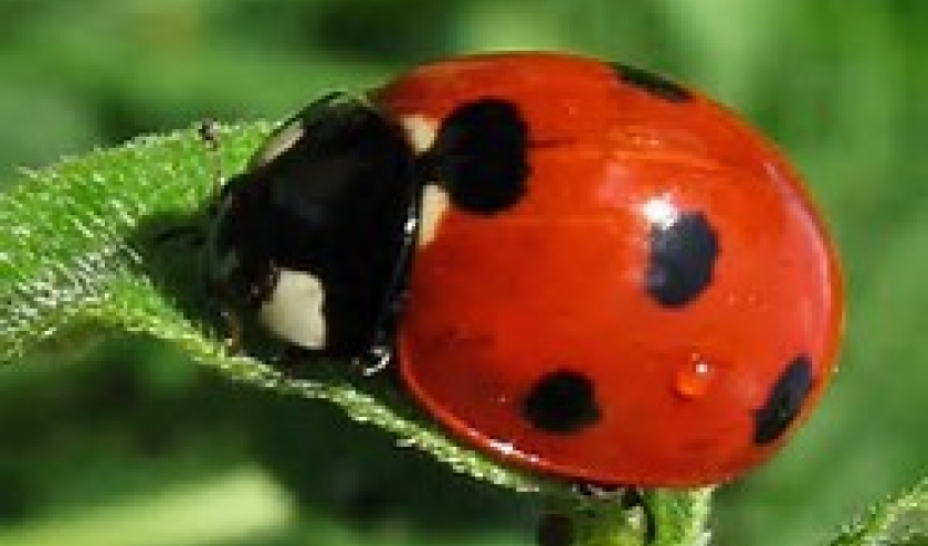 La coccinelle, image emblematique de Houiffalize