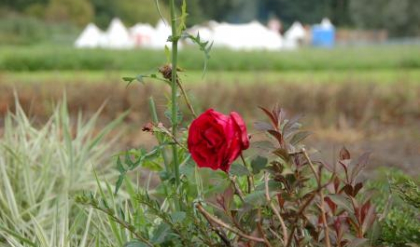 Festival médiéval au château d'Havré (Mons)