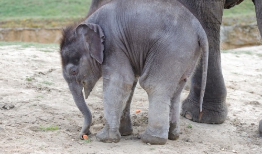 Pairi Daiza: une ère nouvelle pour ses 25 ans