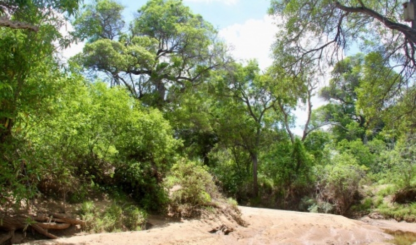 caatinga desert