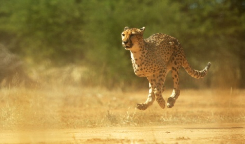 « Le Souffle du Guépard » (Laurent Frapat)