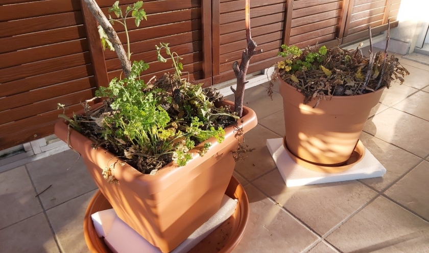 La permaculture pour sauver vos plantes