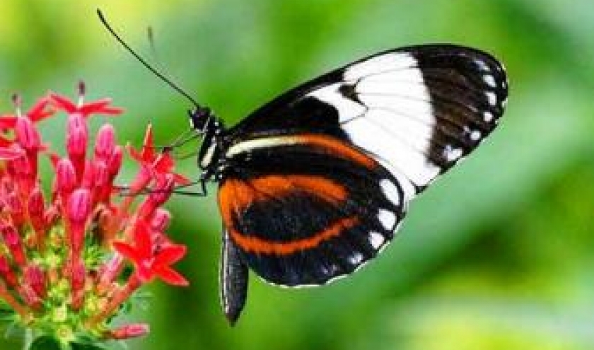 Voici un papillon echappe de la collection photographique de Donny Livet qui exposait tout dernierement a l Office du tourisme de Stoumont. Couleurs et grace