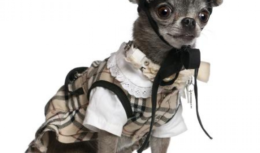 Miss Chiwa Miss Chiwa