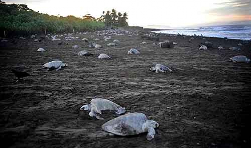 Extinction de la tortue de mer au COSTA RICA-04