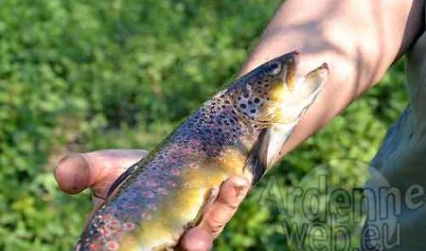 Concours de pêche à la truite sur la Wiltz