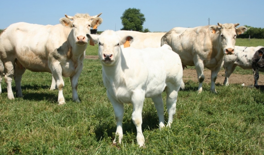 La biodiversité et le bien-être des animaux