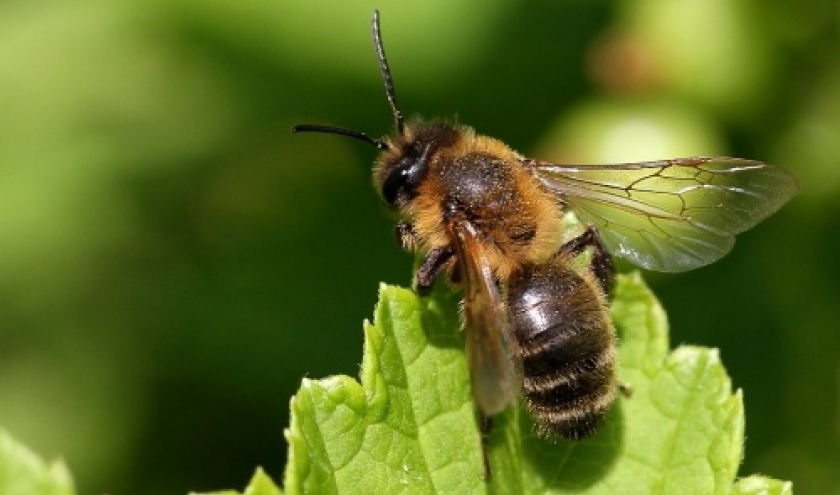 Une andrene et pas une Abeille noire belge et ardennaise. (Andrena)