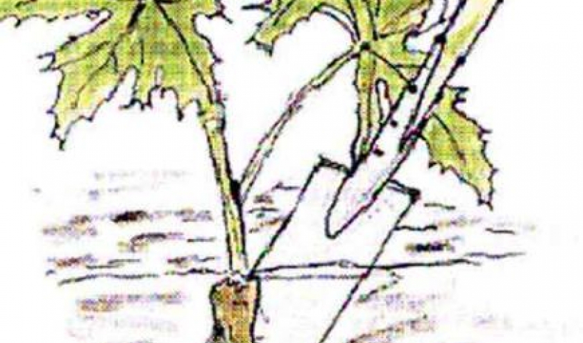 La Berce du Caucase La Berce du Caucase