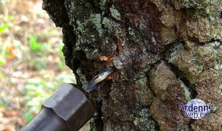 20140406_bouleau_2 20140406_bouleau_2