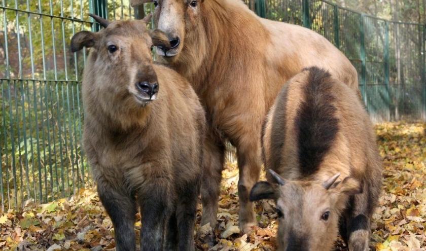 Naissance à Pairi Daiza de deux takins dorés de Chine.