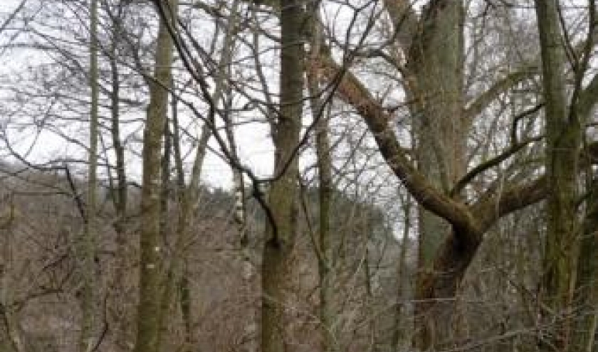 Des arbres de bonne hauteur qui devront etre abattus