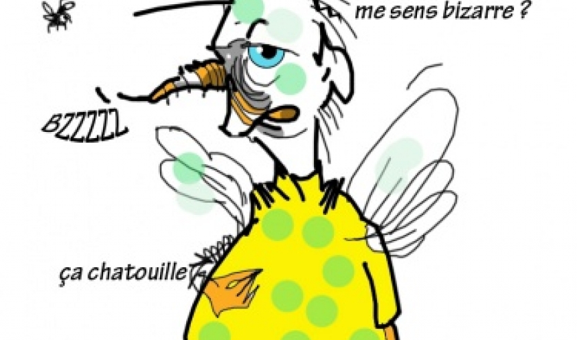 les pralines aux insectes ! les pralines aux insectes !