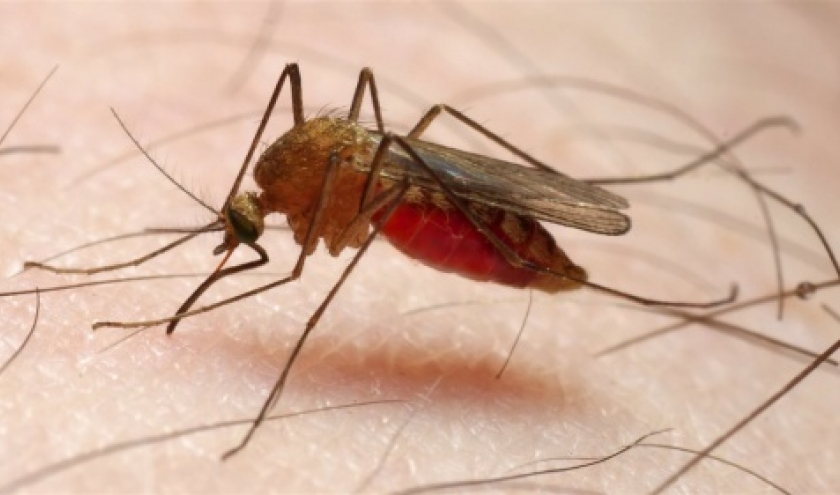 Malaria