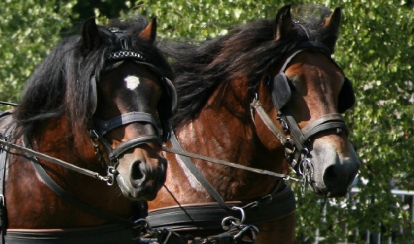 Fete du cheval de trait, Hargnies