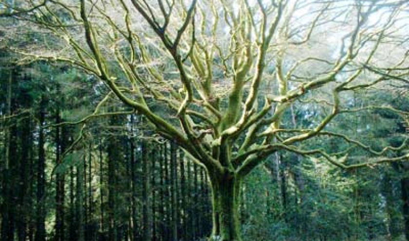 En forêt... (Récit fantastique)