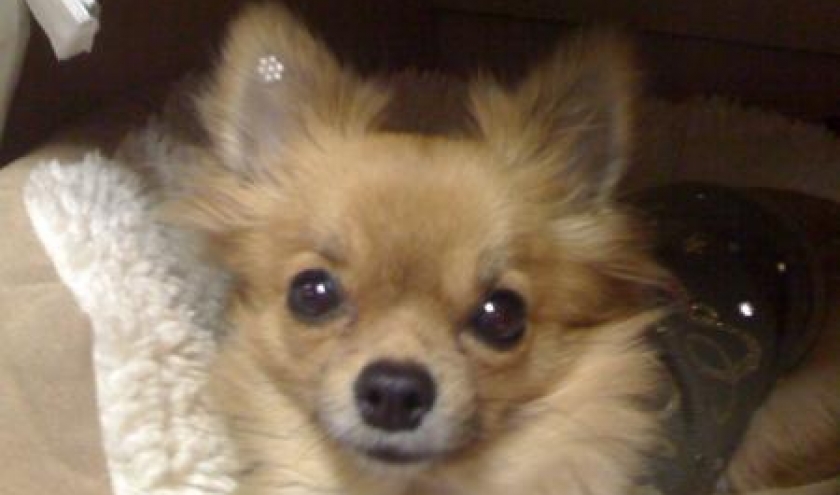 photo 9 - bijoux d'oreille en swarovski - autocollant - diff.coloris photo 9 - bijoux d'oreille en swarovski - autocollant - diff.coloris