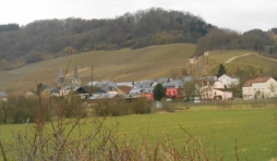 paysage de vignes pres de la moselle