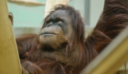 premiers orangs-outans a Pairi Daiza