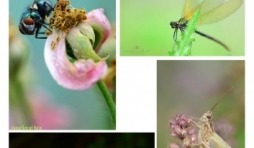 Exposition « Photographie de bestioles » de l’artiste Johanne Henrard-Burlot à Cerfontaine