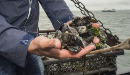 La saison des moules s’annonce prometteuse