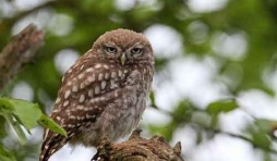 rapace nocturne photo Jean-Marie Poncelet