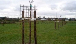 Arbres fruitiers de haute-tige