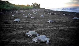 Extinction de la tortue de mer au COSTA RICA-04