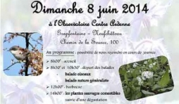 Les plantes sauvages comestibles 