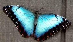 Morpho-peleides