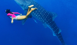 Vivre des moments forts, en nageant avec les requins baleines