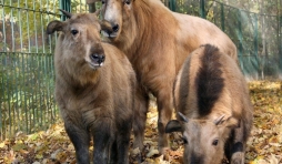 Naissance à Pairi Daiza de deux takins dorés de Chine.