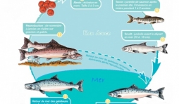 Le cycle du saumon