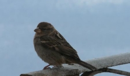 Oiseau de chez nous